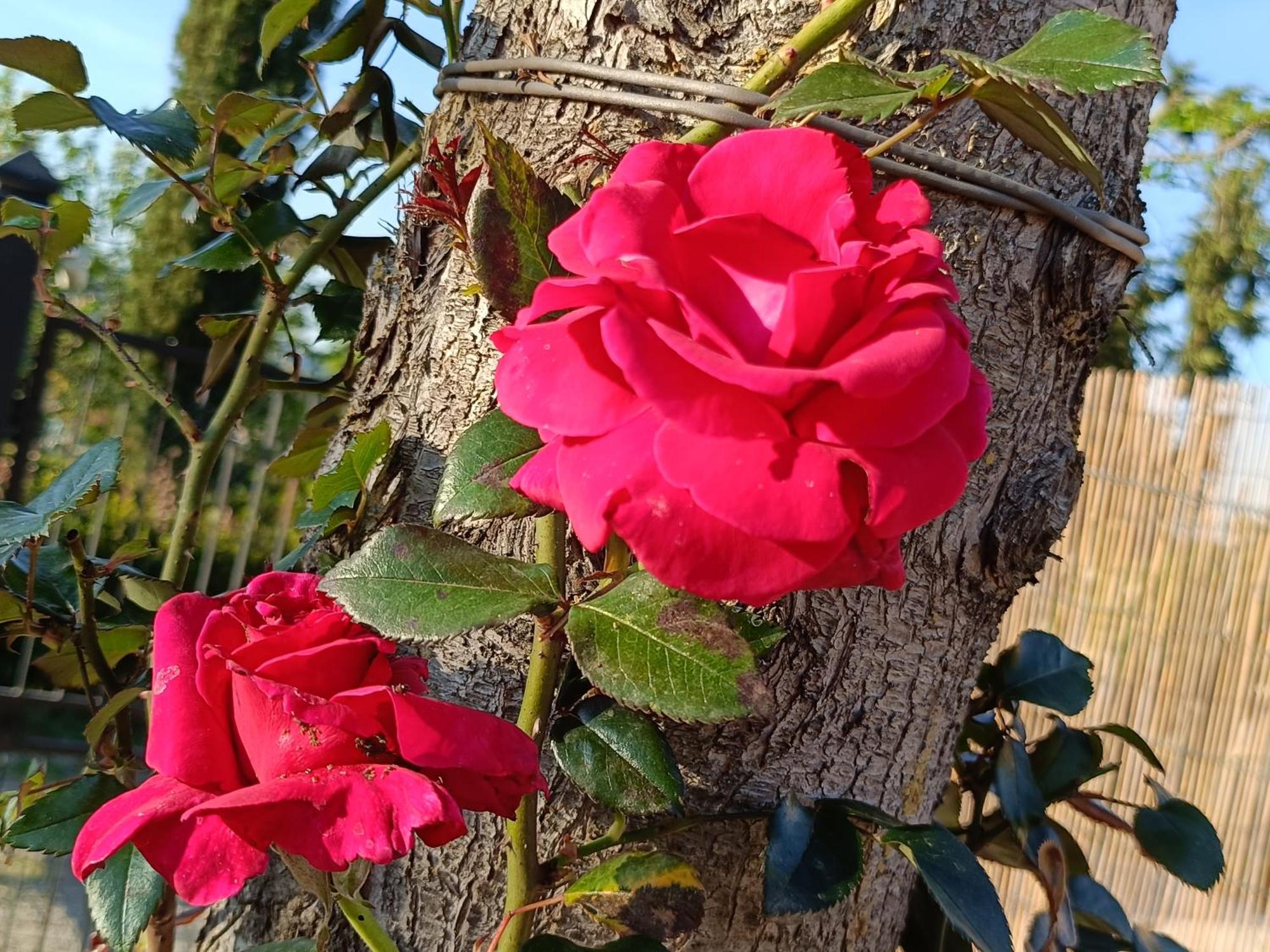 Casa Orneto Villa Poggibonsi Dış mekan fotoğraf