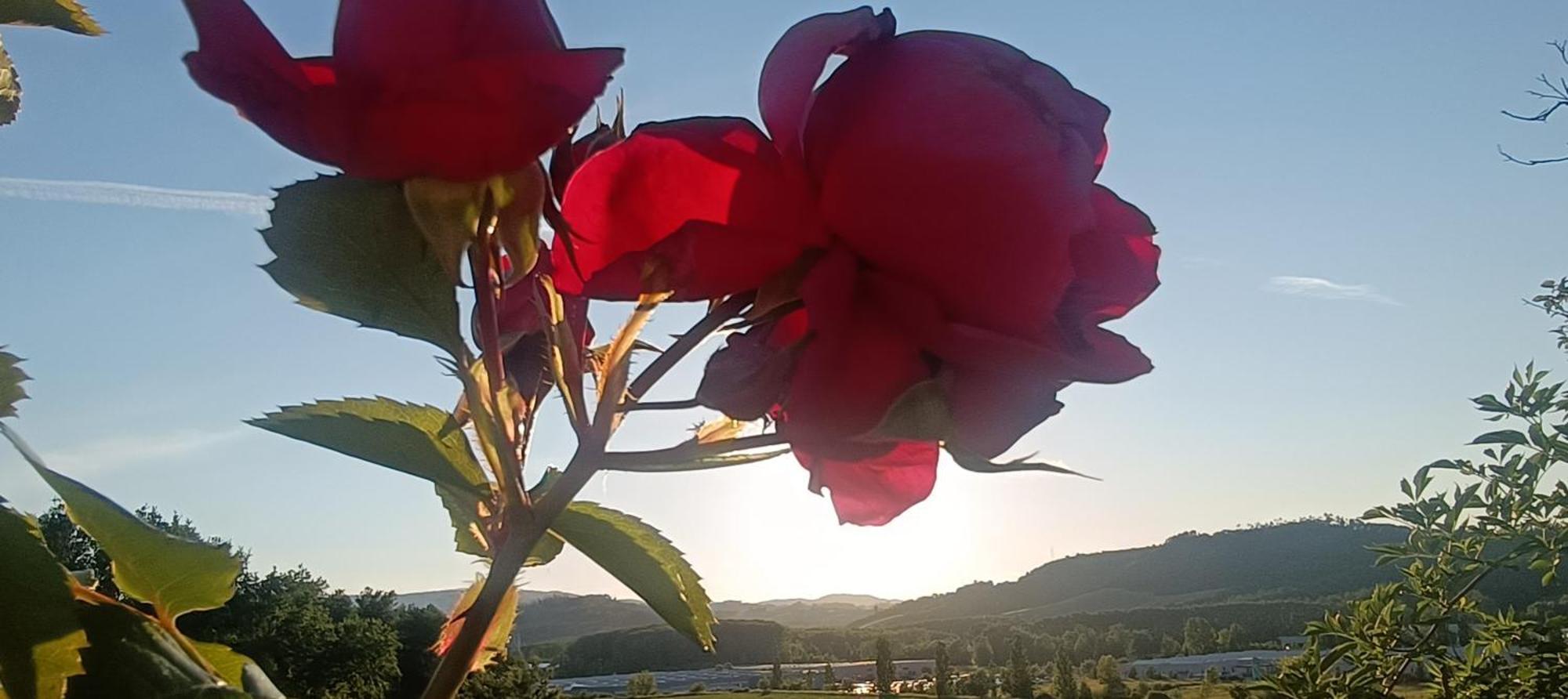 Casa Orneto Villa Poggibonsi Dış mekan fotoğraf
